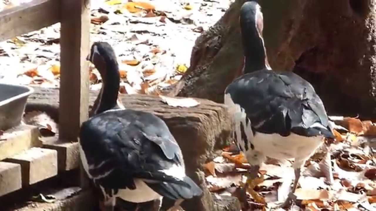 動物園の鳥 アオガンが食事中でした 多摩動物公園 Youtube