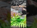 This is how elders use water as a medium #medievalblacksmith #fypviralシ #wood #viralshorts #usa