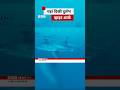 समंदर में जब अचानक दिखी ये दुर्लभ सफ़ेद शार्क #whiteshark #sea