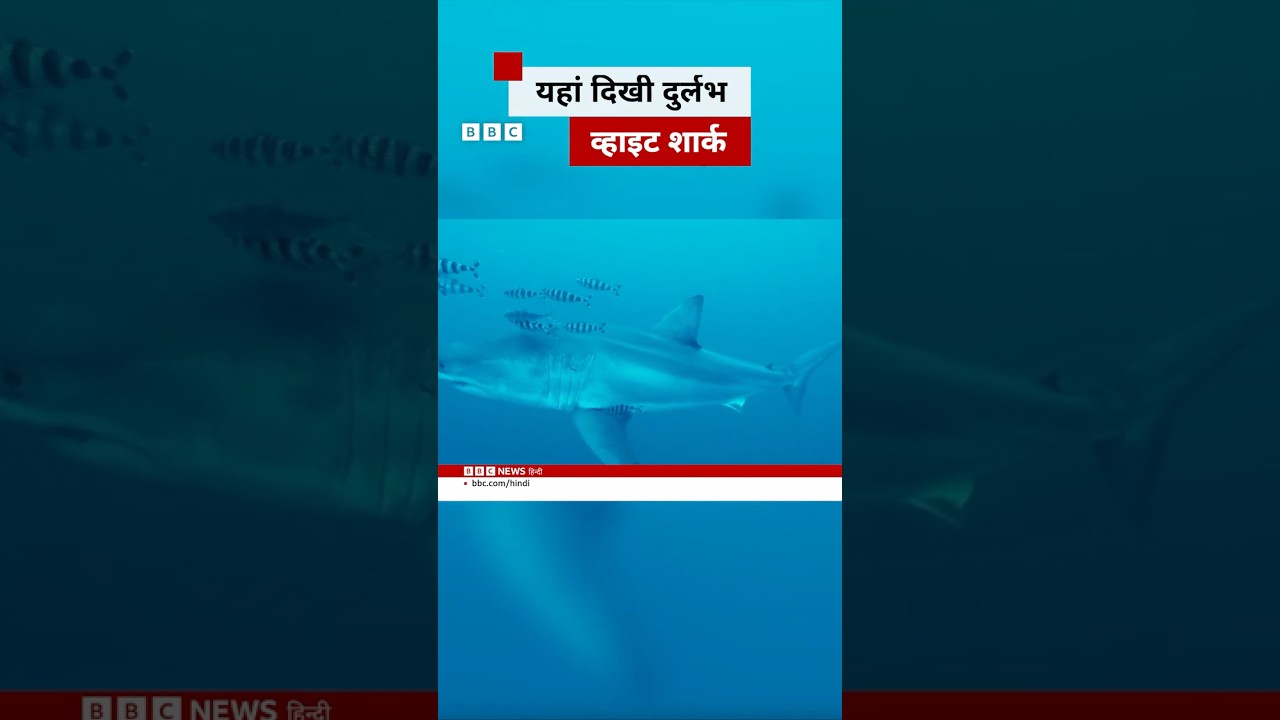 समंदर में जब अचानक दिखी ये दुर्लभ सफ़ेद शार्क #whiteshark #sea