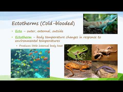 Ectotherms and Endotherms