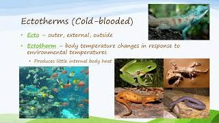 Ectotherms and Endotherms