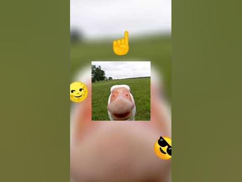 авы для лютой тимы - YouTube