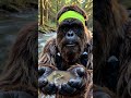 Pablo Bigfoot Gets His First Corporate Sponsor Then Swallows an Amphibian Live | Season 1 Finale