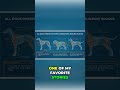 Dog Bones: Same Number, Different Shapes Explained! #shorts