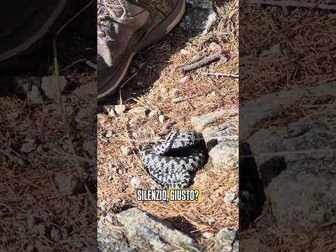 Video UNA VIPERA TRA GLI SCARPONI!