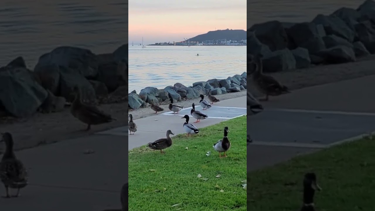 Ducks enjoy a sunset at Shelter Island, San Diego, California. Clip from longer walk video