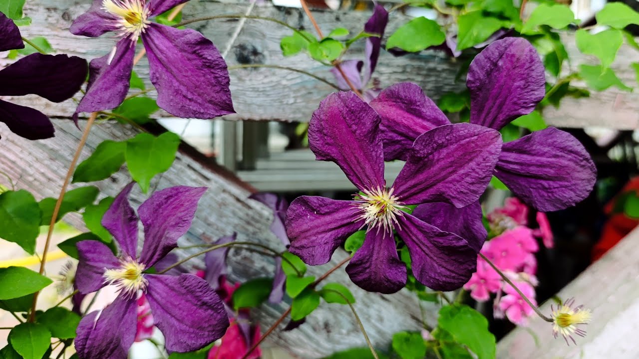 @NestorkaOlenkivna Серпень іде, вересень веде...