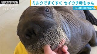 かわいい！セイウチの赤ちゃん　元気にハイハイ(20/07/09)