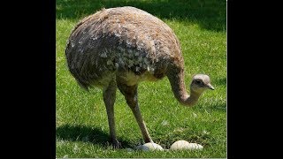 Soft Feathered  Flightless Bird- Darwin's Rhea At Mysore Zoo ( H D) screenshot 4
