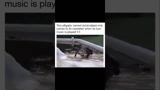 What A Conundrum, The Croco-Dill-Doe