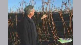 Langlois pruning