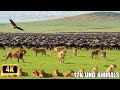 Majestic Animal Paradise in 4K – Amazing Diverse Wildlife Scenes With Soothing Relaxing Music