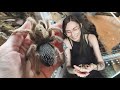 CUTE & FLUFFY tarantula unboxing!! (pure blood Mexican species)