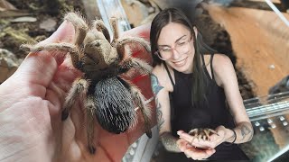 CUTE & FLUFFY tarantula unboxing!! (pure blood Mexican species)