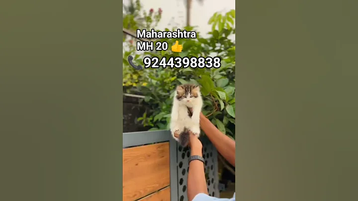 Video 11816631: persiancat persians, persiancat cat