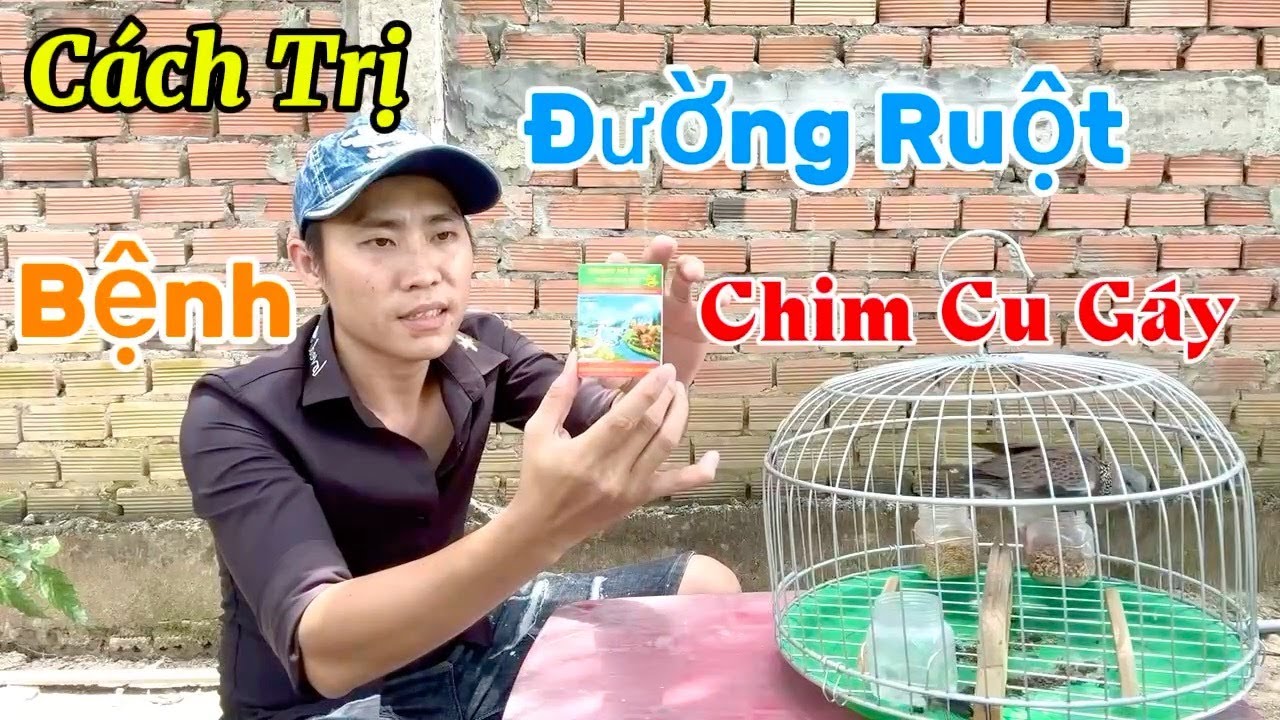 Chia Sẽ Cách Trị Bệnh Đường Ruột Cho Chim Cu Gáy