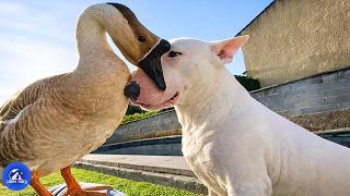 A Tiny Rescued Gosling Thought This Bull Terrier Was Her Mom… Now She Never Leaves His Side