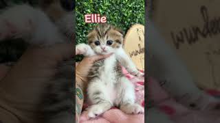 Scottish fold kittens for reservation by Wunderfolds Scottish Fold Cats 480 views 8 months ago 6 minutes, 36 seconds