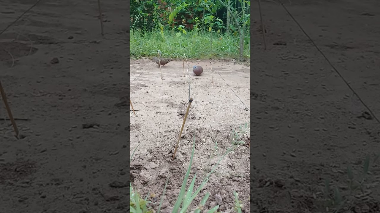 A ROLINHA MAIS ENTELIGENTE CAIU NA ARMADILHA DE LAÇO.