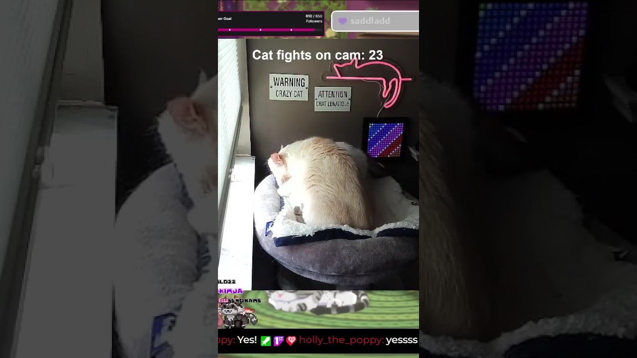 Back chomping time 🐈 Cats Liara & Varric🌟Jun 26, 2025 | 