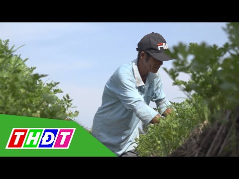 Video Đồng Tháp: Mùa nước nổi, người trồng hoa màu phấn khởi... - youtube