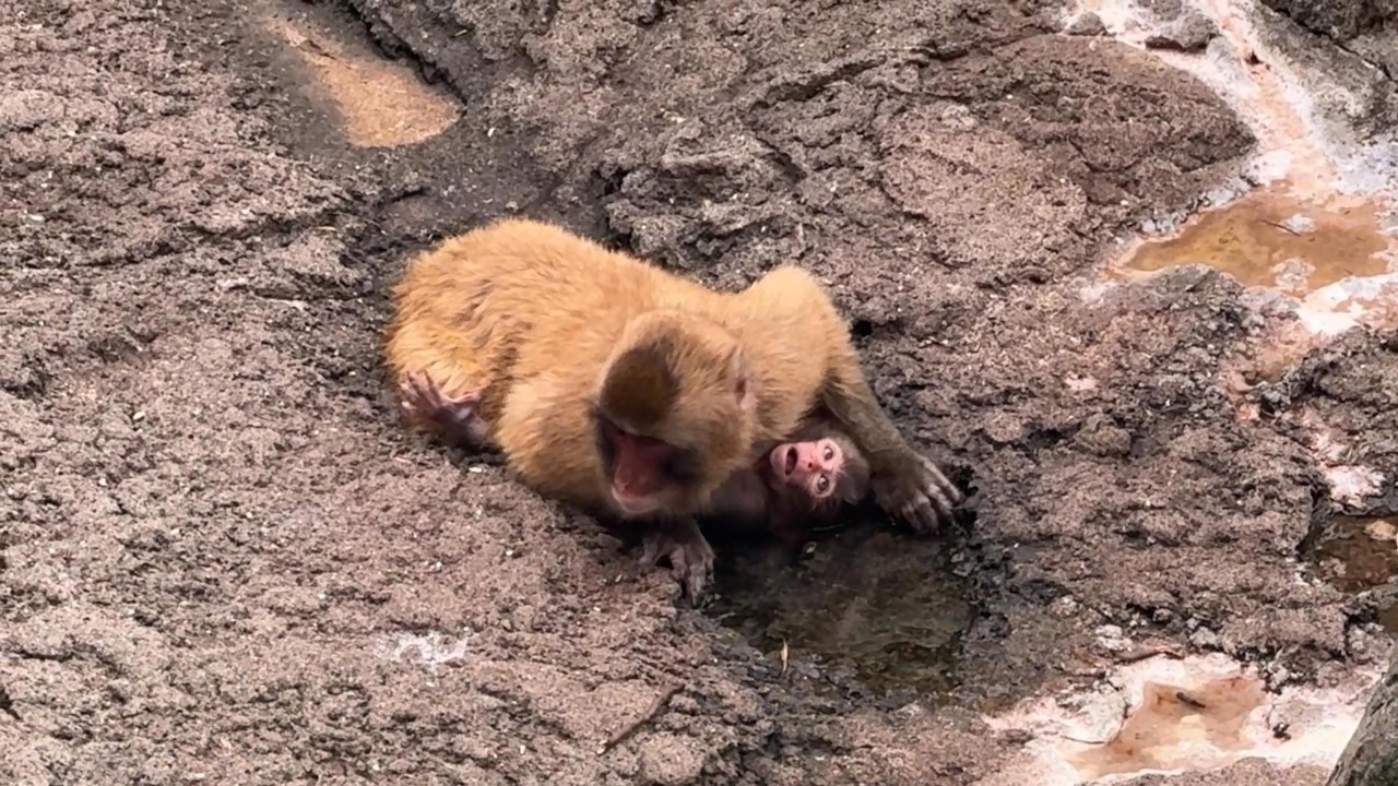番外編 赤ちゃん大丈夫かな？【番外編】【市川市動植物園】ニホンザル