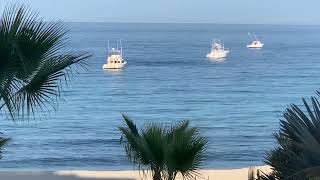 Manta rays jumping in Los Barriles