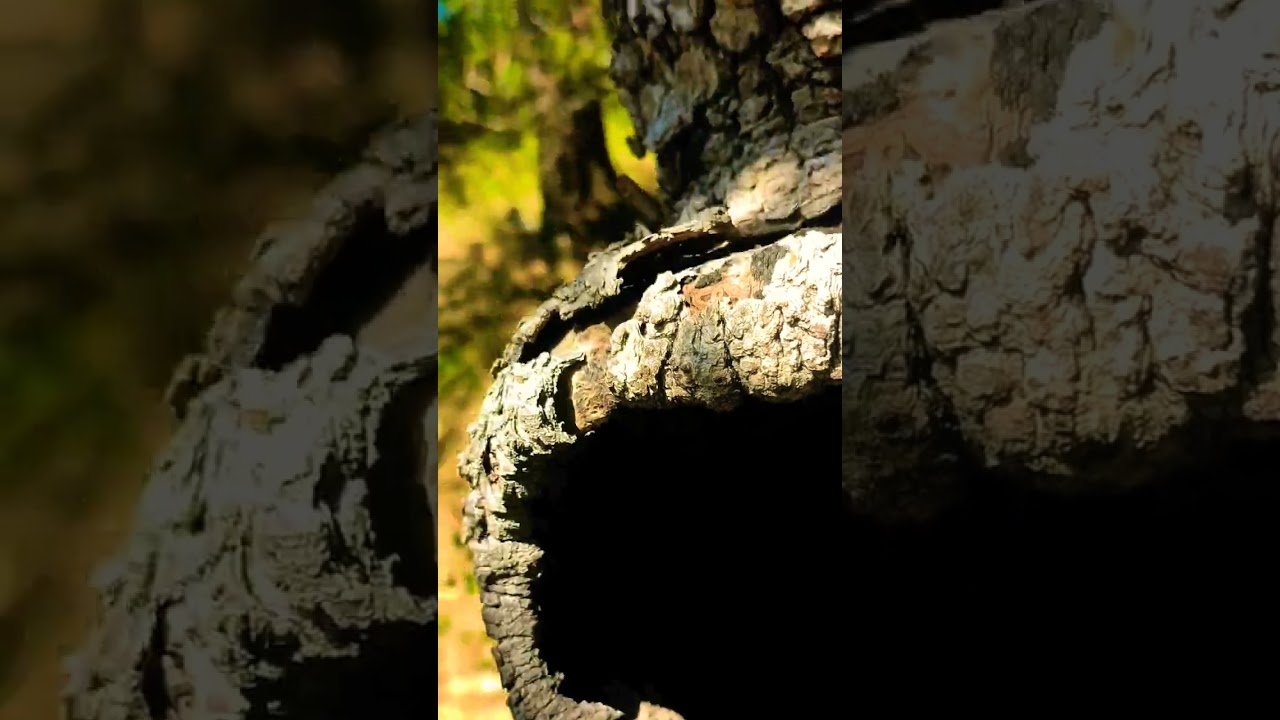 🦉🫥👺  No fear 😶‍🌫️👹😁.                