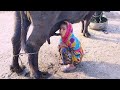 Hungry little girl Drink The Milk Of Buffalo | Village girl Drink Milk Interested Video