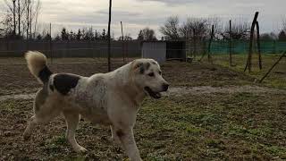 FerganaDolina Pastu & Gates Of Hell Aida (KözépÁzsiai Juhászkutya, Central Asian Shepherd Dog)
