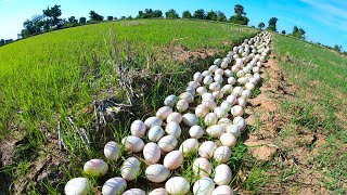 oh oh unique, pick a lot of duck eggs under tree by hand, harvest duck eggs