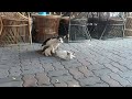 おっぱじめようとしてた