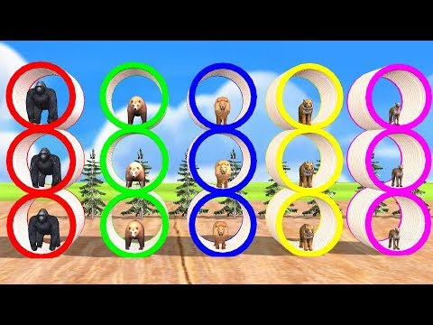 Black Gorilla Animals Finger Family Song For Kids Nursery Rhymes Colors Tiger Cheetha Bear NASH TOON