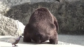 Jaké barvy mají psi v sítnici?
