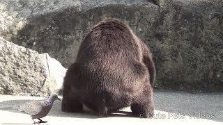 Can You Pee While Pooping? This Bear Can