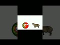 Capybara in different language #countryballs #capybara #shorts #langues #country