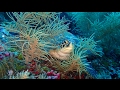 Dive Safari Palau 2017 - Siren