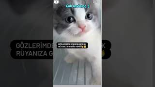 Yavru kedi korkutmaya çalışıyor