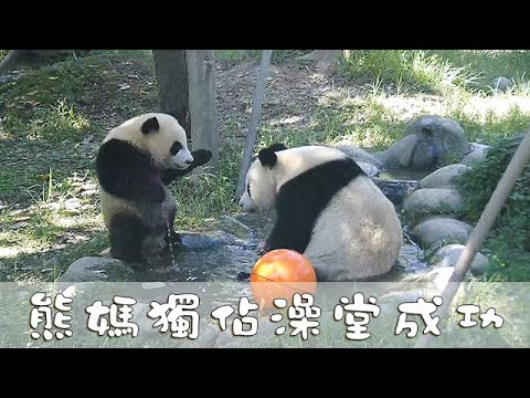《熊貓早晚安》熊媽獨佔澡堂成功 | iPanda熊貓頻道