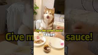 Fugui:No Meat , No Sauce, Unacceptable!#shorts #alaskanmalamute #dog