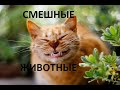 СМЕШНЫЕ ЖИВОТНЫЕ-ОТЛИЧНОЕ НАСТРОЕНИЕ НА ВЕСЬ ДЕНЬ/FUNNY ANIMALS-A GREAT MOOD FOR THE WHOLE DAY