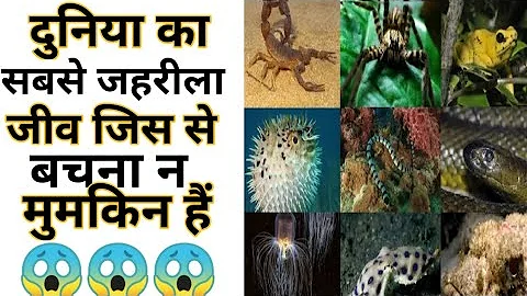 दुनिया का सबसे जहरीला जीव Amazing Facts | Interesting Facts#Shorts#Short #YoutubeShorts #Anandfacts