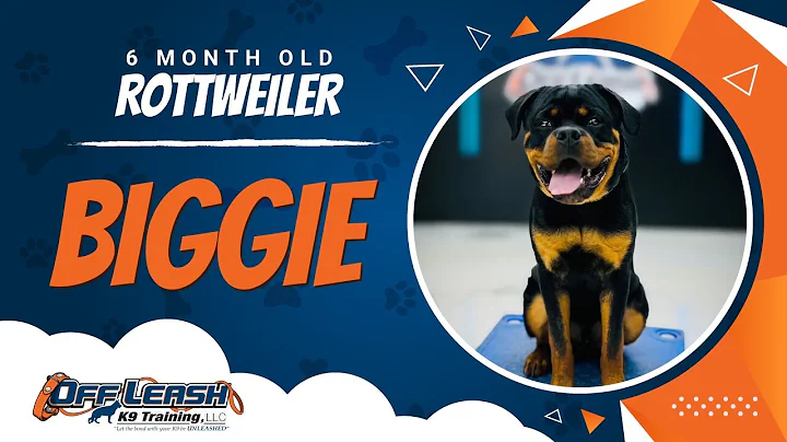 Rottweiler, 6 Month Old, Biggie | Best Dog Trainers Northern VA  | Off Leash K9