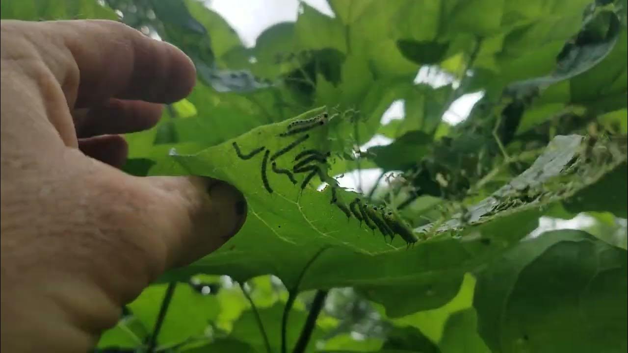 Catawba Worms!!! Trees that have Worms..Part 2 YouTube