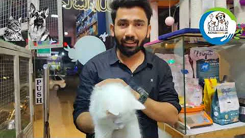 Watch the video about Persian kittens Available | Kitten Healthy & Active Play Full | Husky Puppy Female Available #Husky