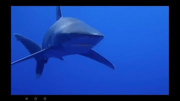 Liveaboard Adventure: Sharks and Sea Creatures of Zabargad