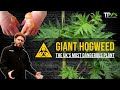 Giant hogweed  the uks most dangerous  toxic plant
