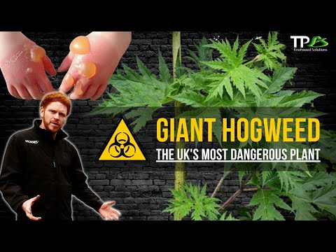 Video: Giant Hogweed Control: Ce este giant Hogweed și unde crește