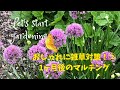 ガーデニング/雑草対策！②マルチングから1ヶ月後の雑草チェック！！